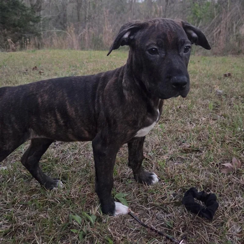 A baby medium-sized female Brindle Bulldog dog named Layla for adoption in Warrior, AL