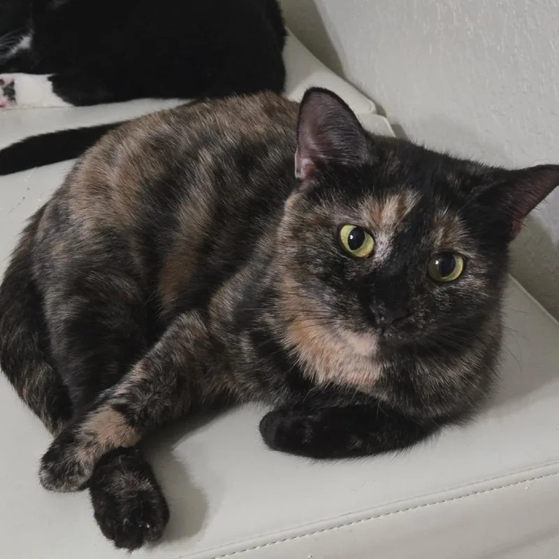 Valley Girl thumbnail 3