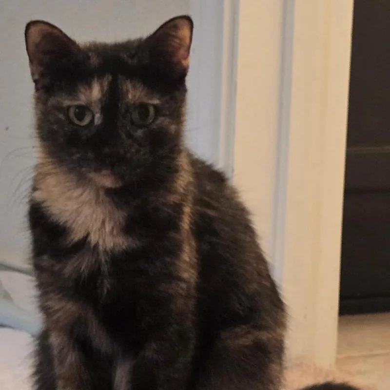 Valley Girl thumbnail 5