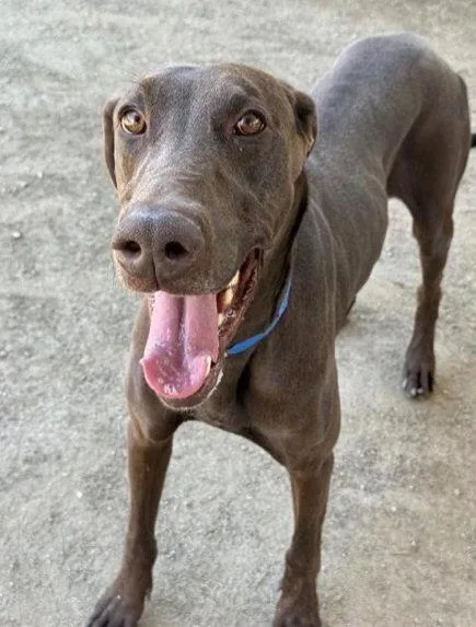 An adult large-sized male Doberman Pinscher dog named Scooby for adoption in Buffalo, MN