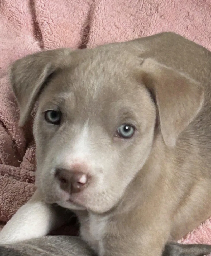 A baby large-sized female Labrador Retriever dog named Curry Lonestar for adoption in Rockaway, NJ
