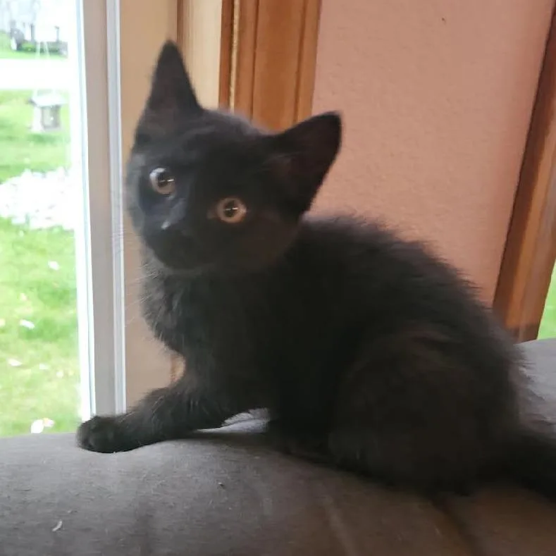 A baby small-sized male Black Domestic Short Hair cat named Raven for adoption in Tawas City, MI