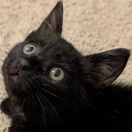 A baby medium-sized male Domestic Short Hair cat named Storm for adoption in Pleasanton, CA