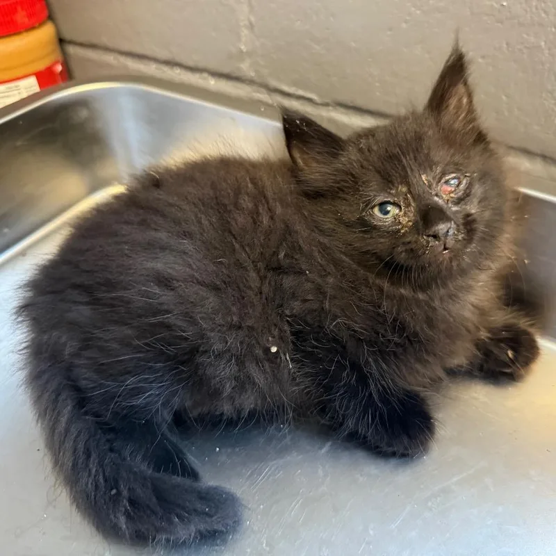 A baby small-sized male Black Domestic Long Hair cat named Tuscstray for adoption in Tuscaloosa, AL