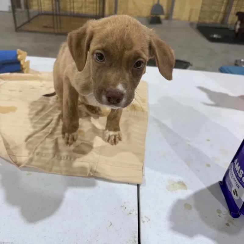 A baby small-sized male Yellow / Tan / Blond / Fawn Pit Bull Terrier dog named Nemo for adoption in Pasadena , MD