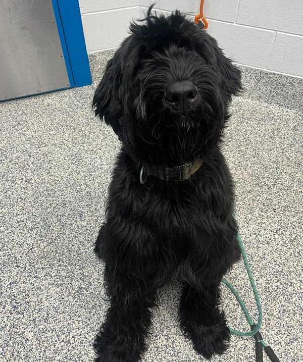 An adult large-sized male Bouvier des Flandres dog named Beckett for adoption in Golden, CO