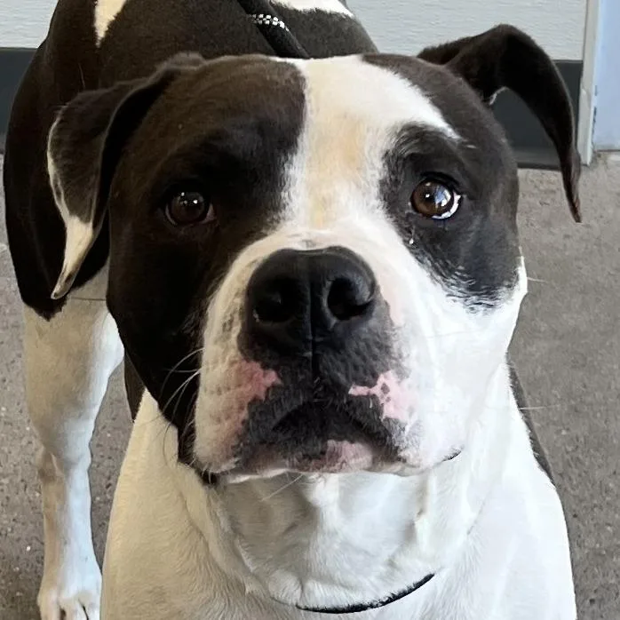 An adult medium-sized female White / Cream Mixed Breed dog named Mozy for adoption in Las Cruces, NM