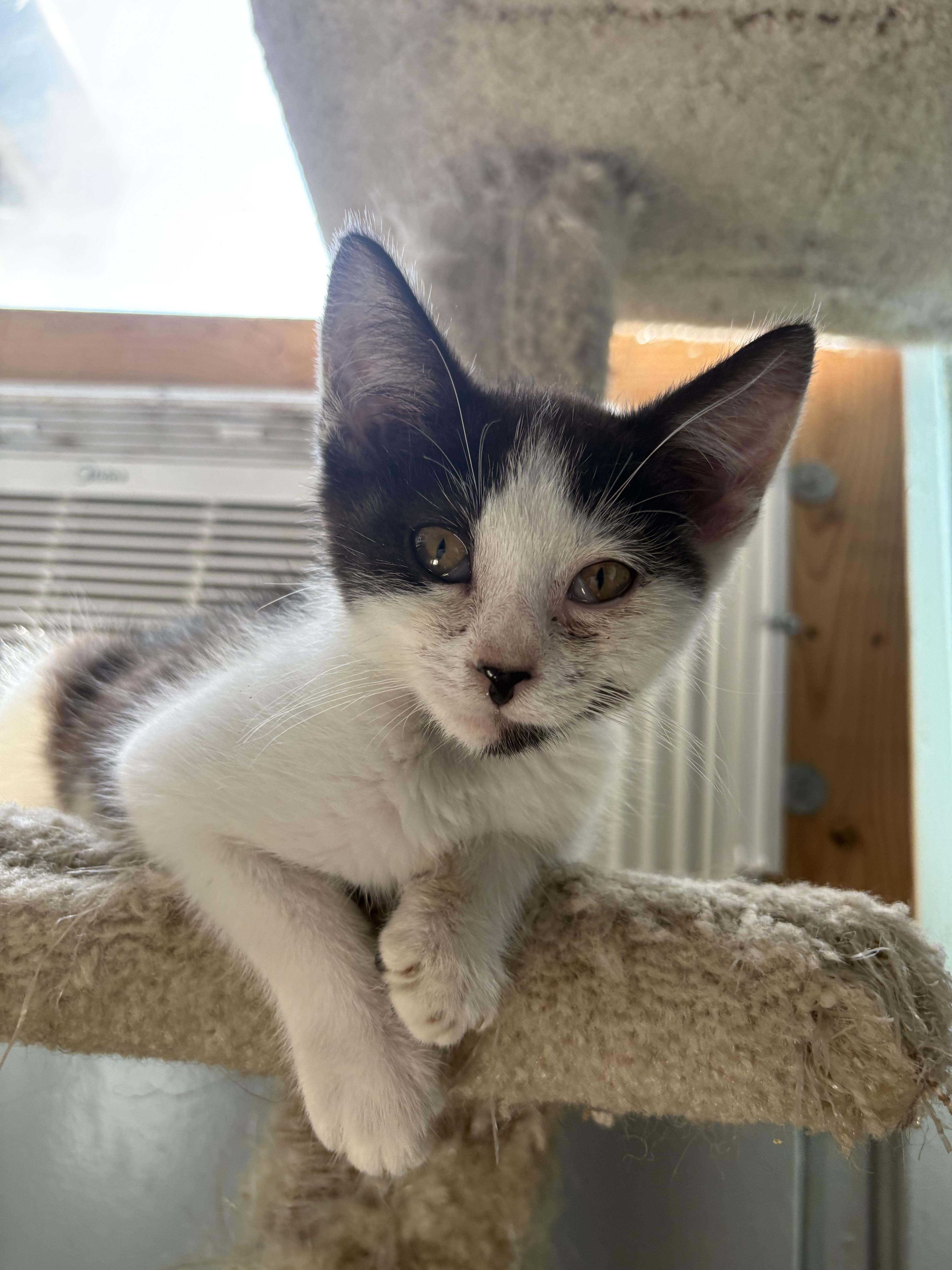 A baby small-sized male Domestic Short Hair cat named Cosmo for adoption in Hermitage, PA
