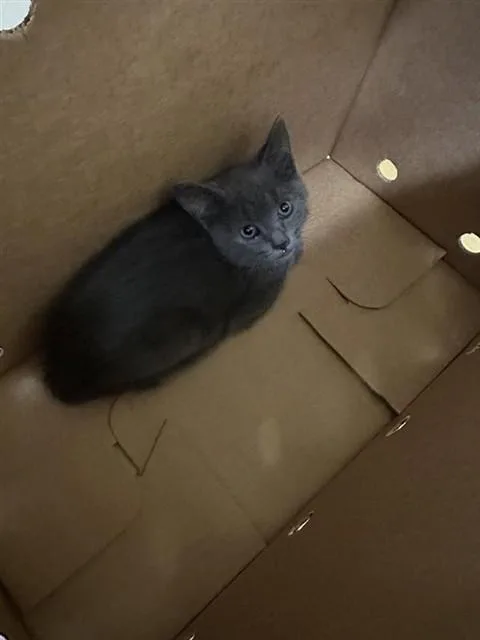 A baby small-sized male Domestic Short Hair cat named Mr. Big for adoption in Sacramento, CA