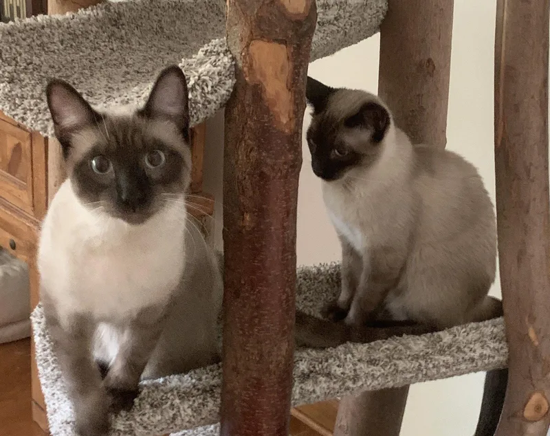 Bandit & Rascal thumbnail 2
