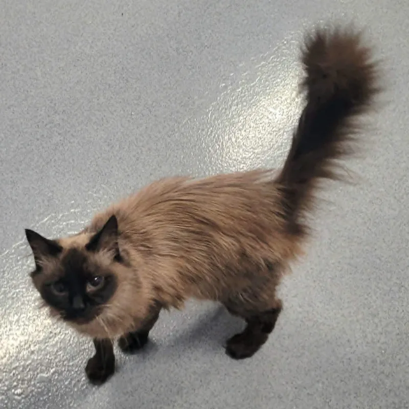 An adult small-sized female Seal Point Balinese cat named Velvet Beautiful Petite for adoption in Meriden, CT