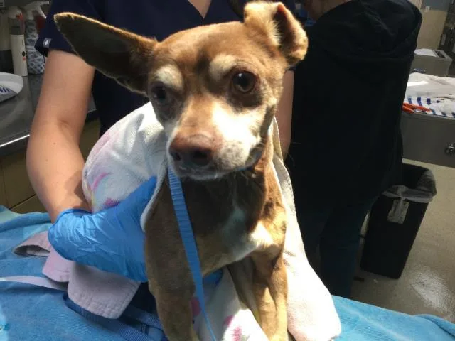 A young small-sized male Chihuahua dog named Peanut for adoption in Riverside, CA