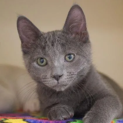 A baby small-sized male Domestic Short Hair cat named Frank for adoption in Verona, WI