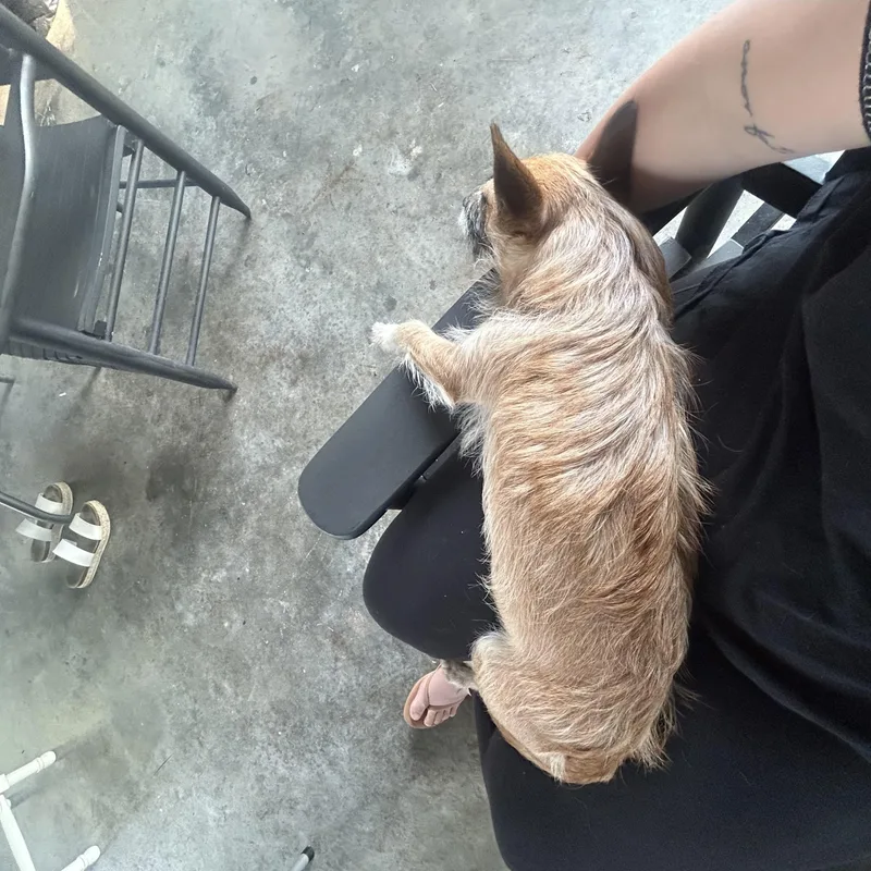 An adult small-sized female Apricot / Beige Rat Terrier dog named Minnie for adoption in Baker, LA