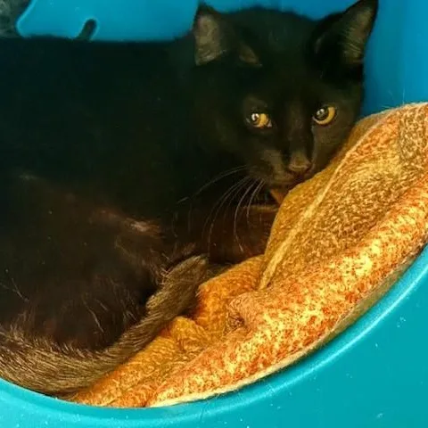 Lila  Pretty And thumbnail 4