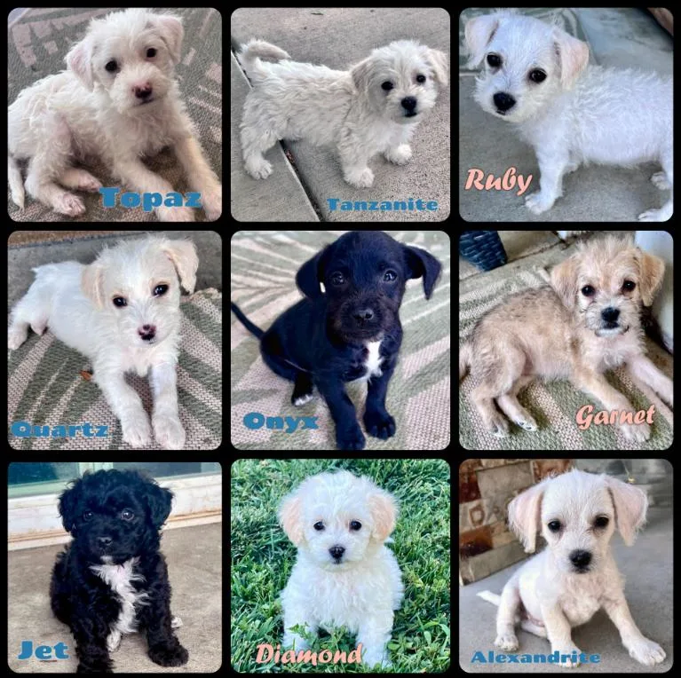 Jewel Pups