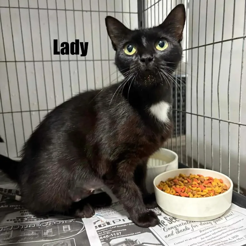 An adult small-sized female Black Domestic Short Hair cat named Lady for adoption in Washington, DC