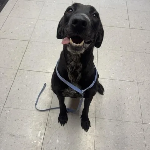 A young medium-sized female Black Labrador Retriever dog named Indie for adoption in Lexington, NE