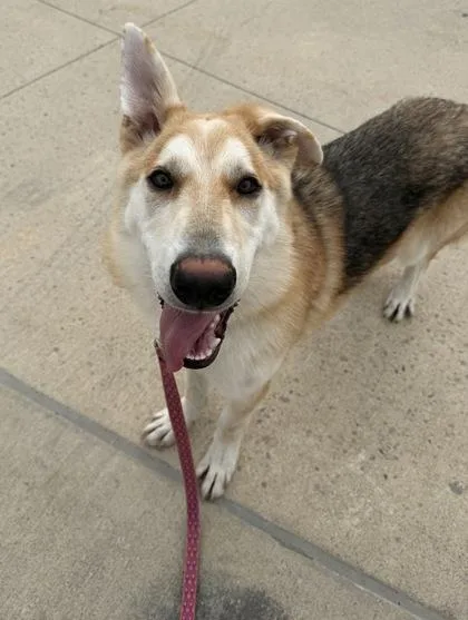 Shaggy Rogers thumbnail 2