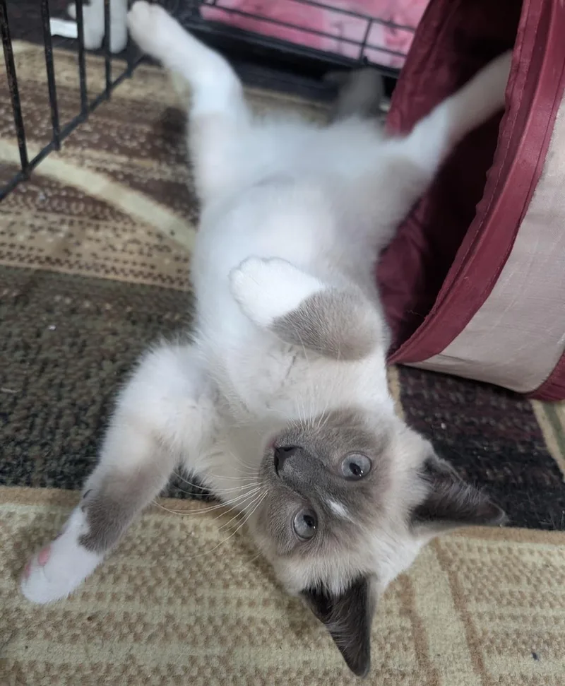 A baby medium-sized female Siamese cat named Scout for adoption in Blaine, MN