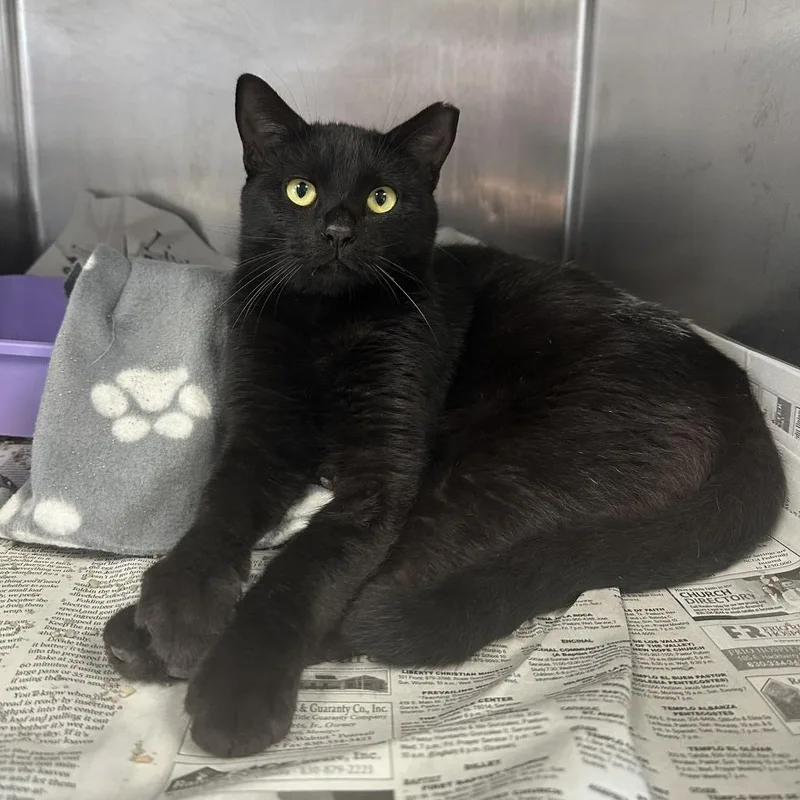 A young medium-sized male Black Domestic Short Hair cat named Dr. Hisstopher for adoption in San Antonio, TX