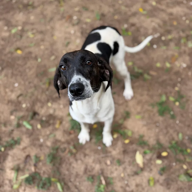 A senior medium-sized female Brindle Hound dog named Peaches for adoption in Summerdale, AL