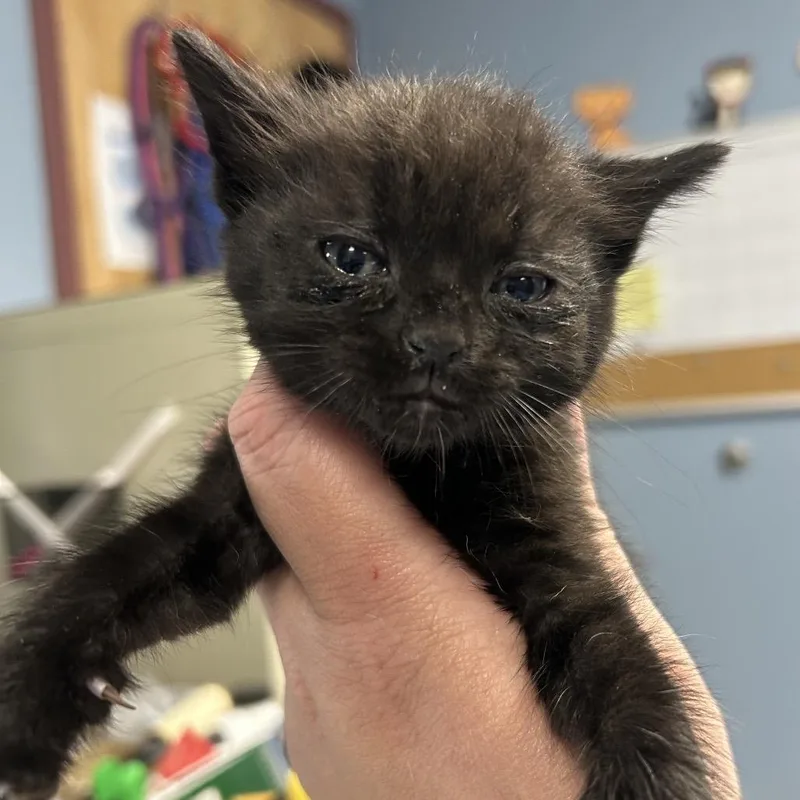 A baby small-sized male Black Domestic Short Hair cat named Nate Dog for adoption in St Joseph, MO