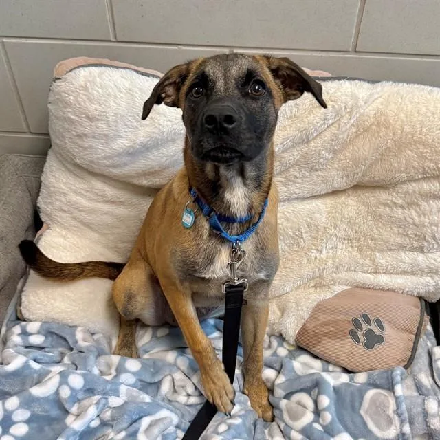 A baby medium-sized female German Shepherd Dog dog named Muffin Mix for adoption in Leesburg, VA