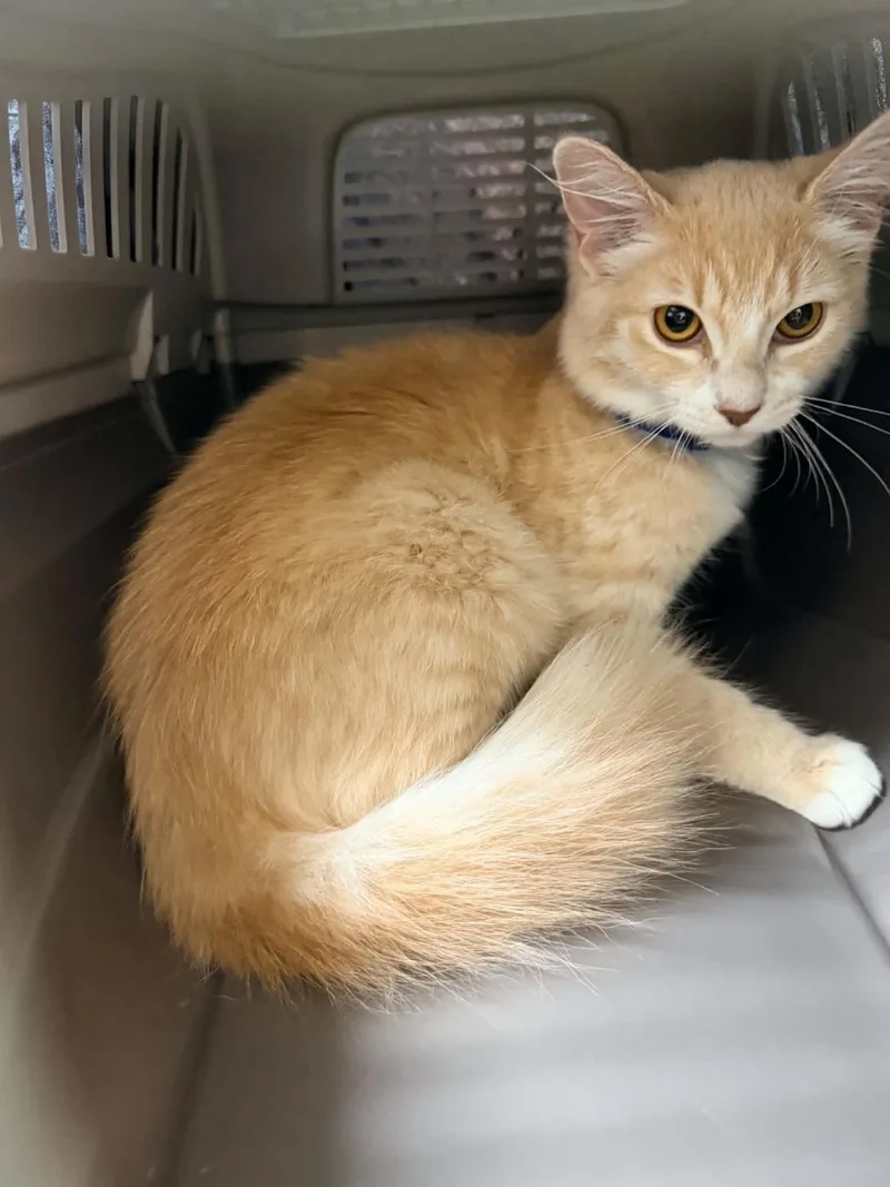 A young medium-sized female Domestic Long Hair cat named Tango for adoption in Lincoln, CA