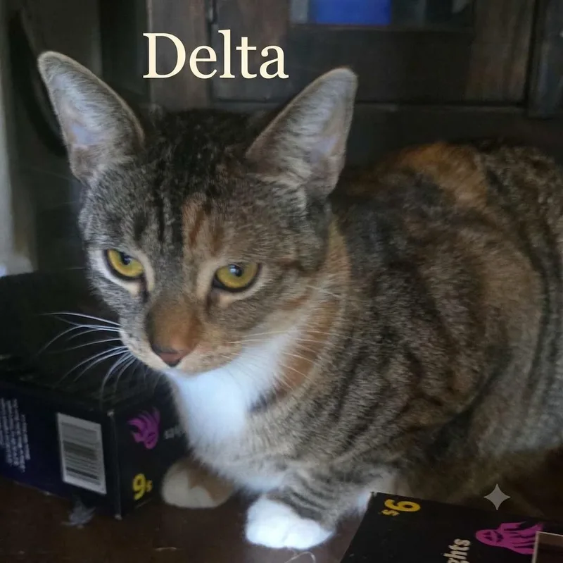 Delta Blue