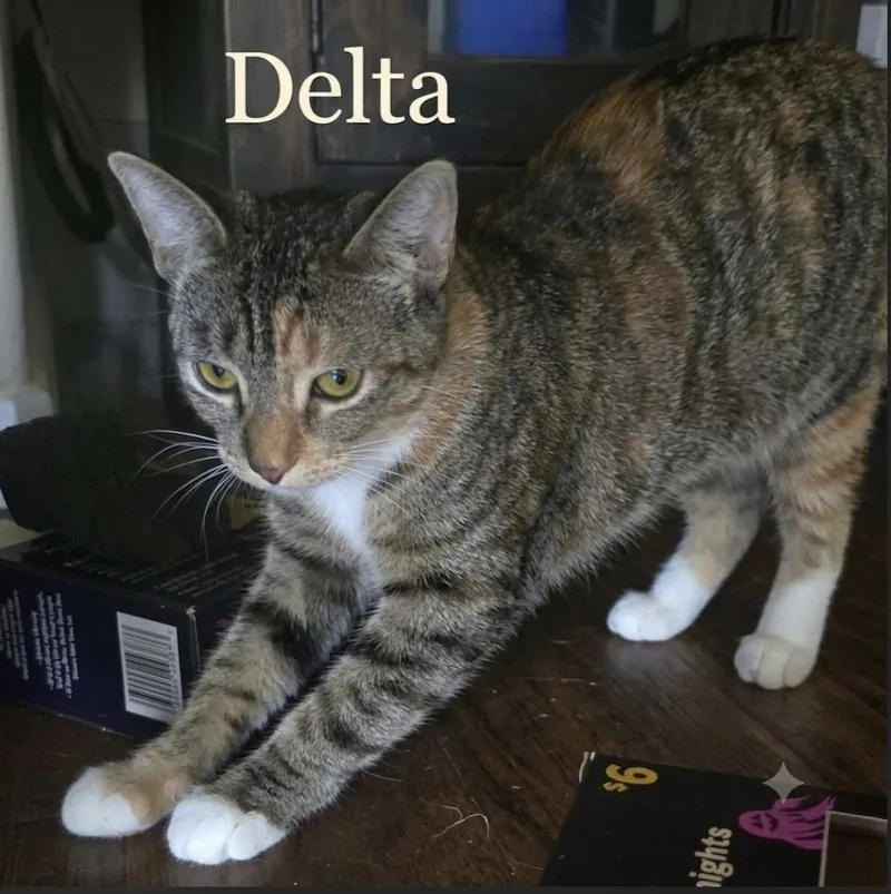 Delta  Blue  thumbnail 4