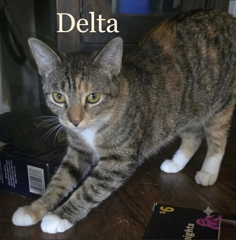 Delta  Blue  thumbnail 5