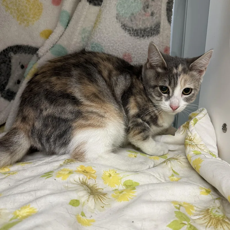 A baby medium-sized female Dilute Calico Domestic Short Hair cat named Tuna Fish for adoption in Manassas, VA