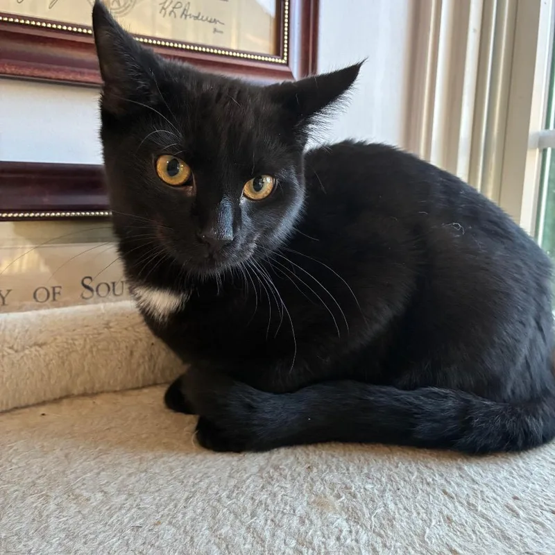 A baby small-sized male Black American Shorthair cat named BashfulBaja for adoption in Pittsburgh, PA