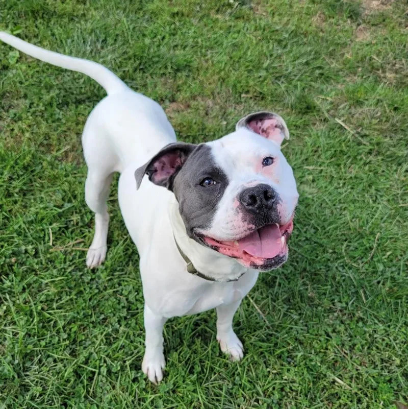 An adult large-sized male American Bully dog named Franklin for adoption in Lisbon, OH