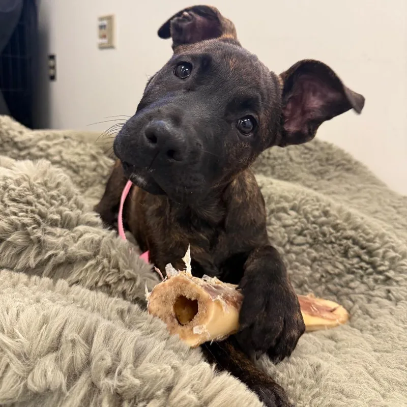 A baby small-sized male Brown / Chocolate Pit Bull Terrier dog named Atlas for adoption in Los Angeles, CA