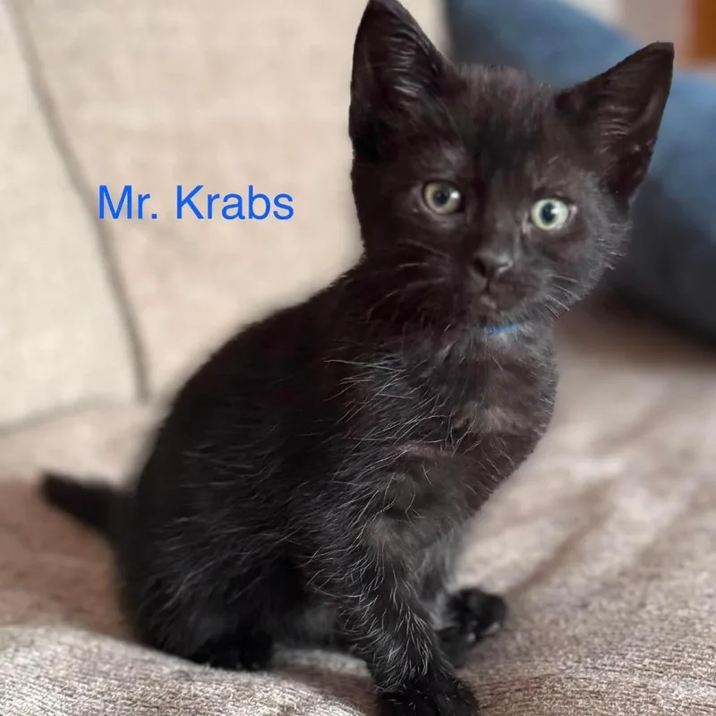 A baby small-sized male Domestic Medium Hair cat named Mr. Krabs for adoption in Parkersburg, WV