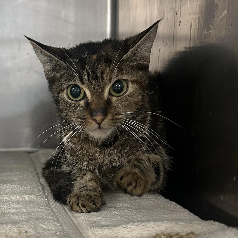 A baby small-sized female Brown / Chocolate Domestic Short Hair cat named Harriet for adoption in Newark, NJ