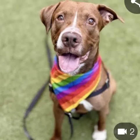 An adult medium-sized male Brown / Chocolate Chocolate Labrador Retriever dog named Rainbow Sprinkles for adoption in Jersey City, NJ