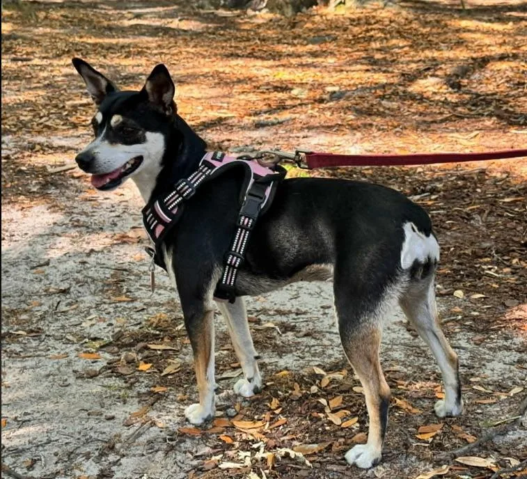 An adult small-sized female Brown / Chocolate Rat Terrier dog named Hopper for adoption in Eutawville, SC