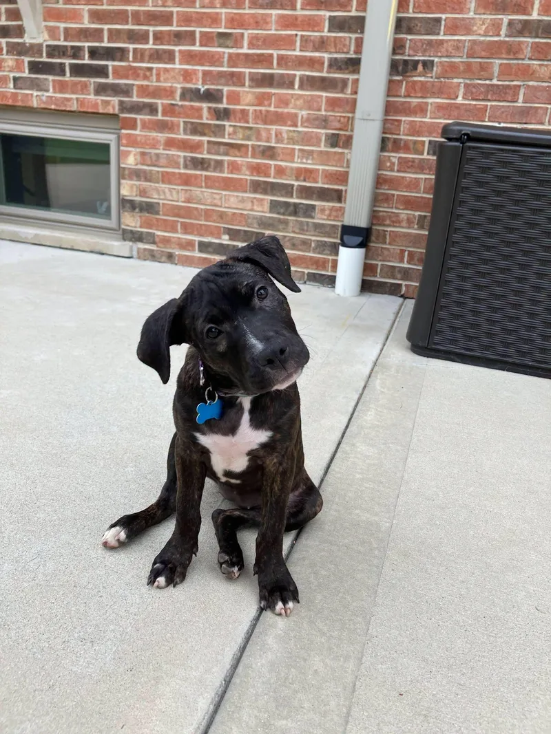 A baby large-sized female Brindle Pit Bull Terrier dog named Marcie for adoption in Plainfield, IL