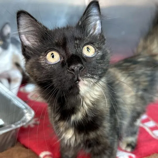 A baby small-sized female Tortoiseshell Domestic Short Hair cat named Summer for adoption in Matteson, IL