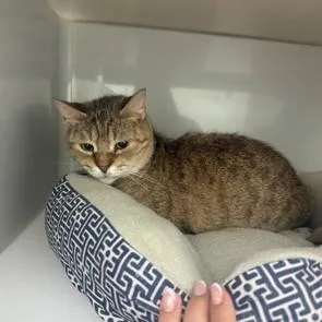An adult medium-sized female Tabby (Brown / Chocolate) Domestic Short Hair cat named Ana for adoption in Phoenixville, PA