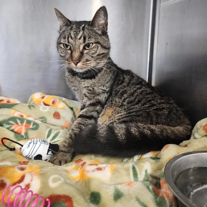 A young medium-sized female Gray / Blue / Silver Domestic Short Hair cat named Maya for adoption in Evensville, TN