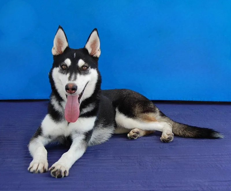 A young medium-sized female Siberian Husky dog named Nina for adoption in Pasadena, CA