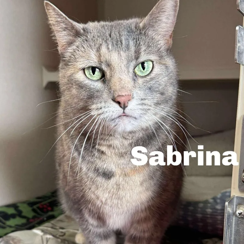 An adult large-sized female Domestic Short Hair cat named Sabrina for adoption in Escanaba, MI