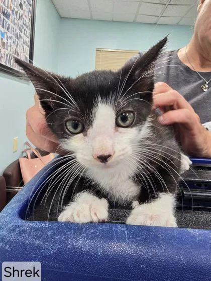 A baby medium-sized male Domestic Short Hair cat named Shrek for adoption in West Chester, PA