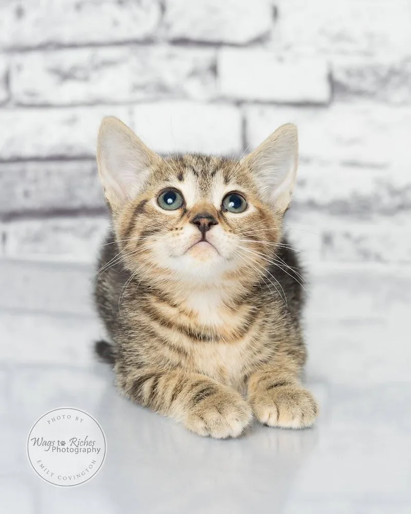 A baby medium-sized female Tabby (Gray / Blue / Silver) Domestic Short Hair cat named Abby for adoption in Tuscaloosa, AL