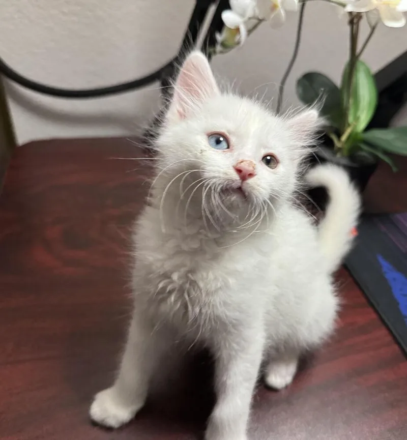 A baby small-sized male White Domestic Medium Hair cat named Cumulus for adoption in Lancaster, CA