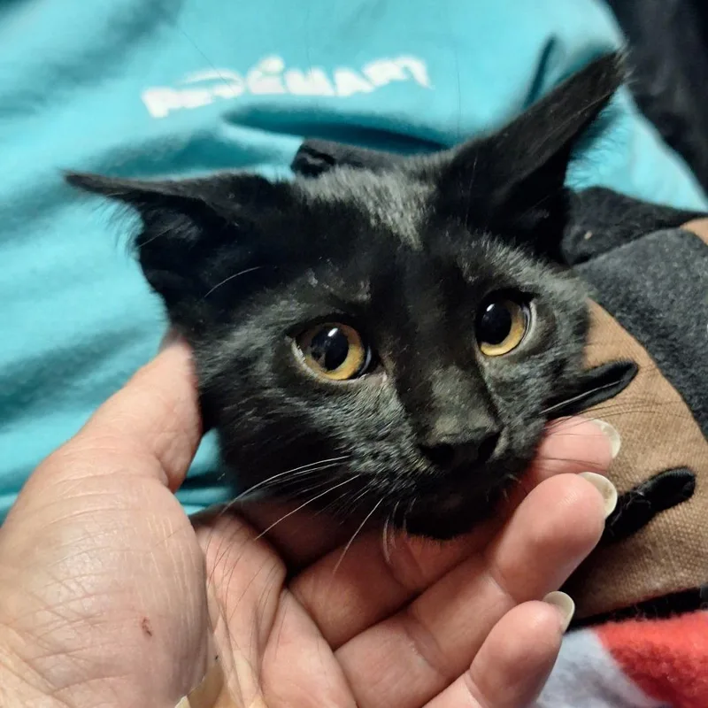 A baby small-sized male Black American Shorthair cat named Anakin for adoption in Grantsville, UT